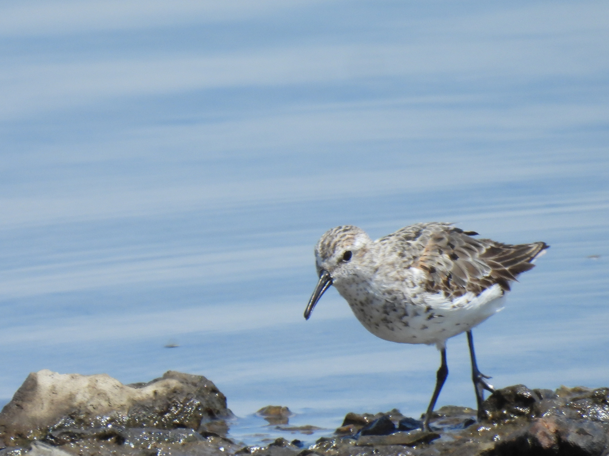 Western Sandpiper