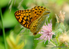Argynnis kamala