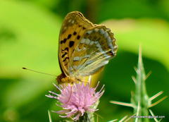 Argynnis kamala