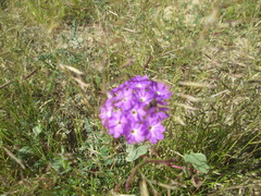 Abronia gracilis