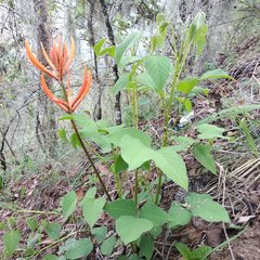Erythrina leptorhiza