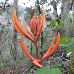 Erythrina leptorhiza