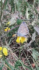 Polyommatus bellargus