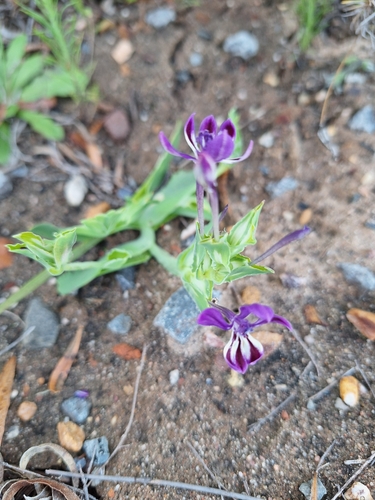 Image of Lapeirousia jacquinii by (c) Adele SL, some rights reserved (CC BY)