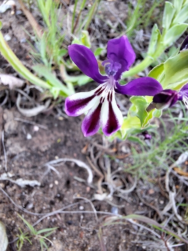Image of Lapeirousia jacquinii by (c) Adele SL, some rights reserved (CC BY)