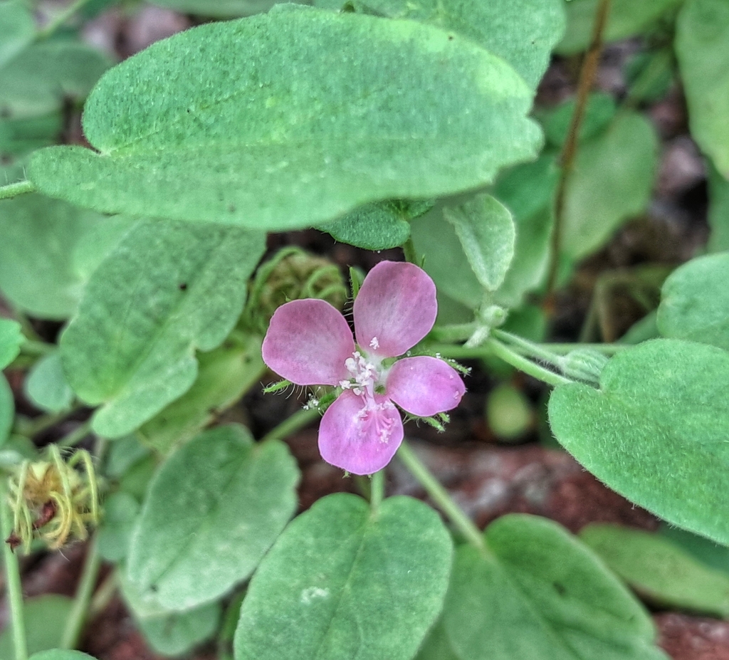 Pavonia arabica