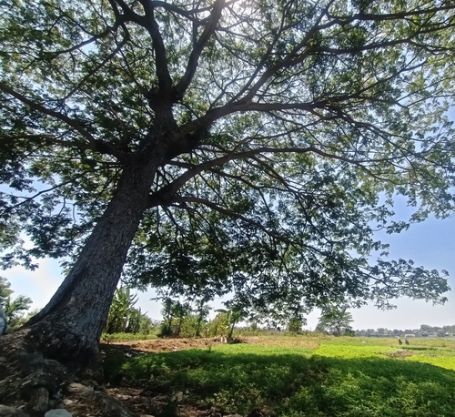 Samanea saman - Leaves