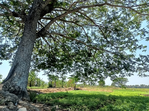 Samanea saman - Whole tree