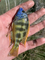Nimbochromis venustus