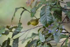 Phylloscopus whistleri