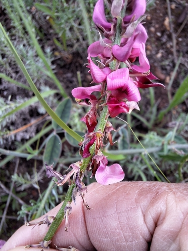 Image of Indigofera amoena by (c) Adele SL, some rights reserved (CC BY)