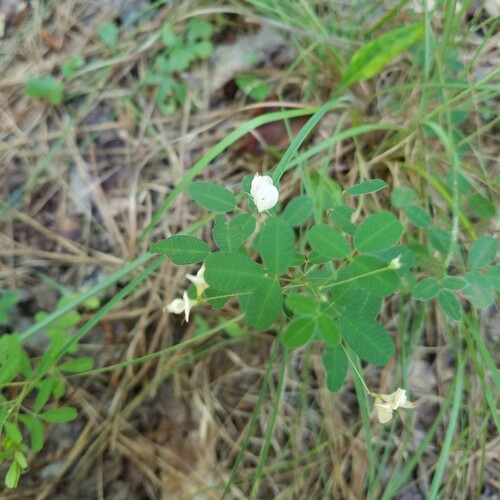 wand lespedeza (Lespedeza virgata)