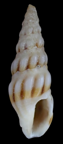 Austrodrillia angasi (Crosse, 1863)