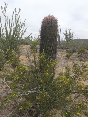 Ferocactus peninsulae