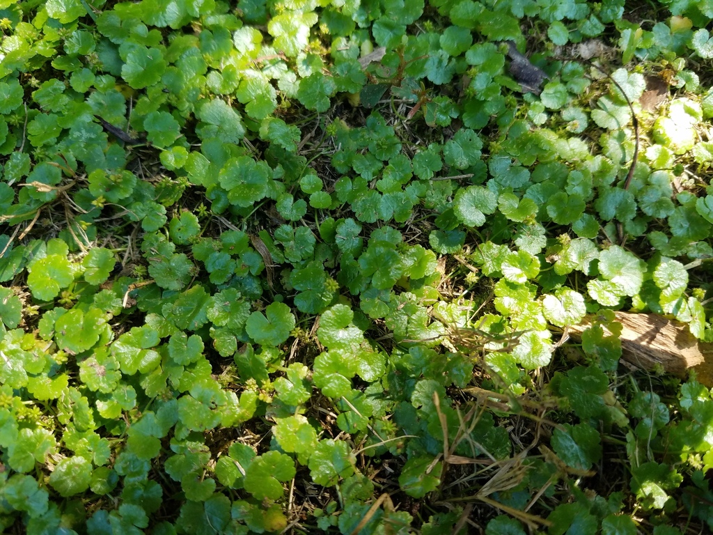 Rau má lá to – Hydrocotyle sibthorpioides