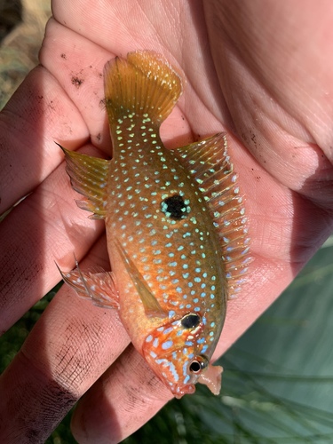 Blood-red jewel cichlid (Hemichromis lifalili) — Cichlidae — 2