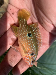 Rubricatochromis lifalili
