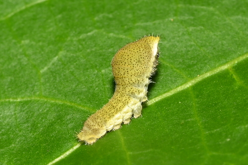White Dragontail Butterfly