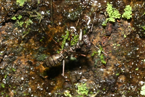 Spilomantis occipitalis