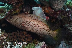 Anyperodon leucogrammicus