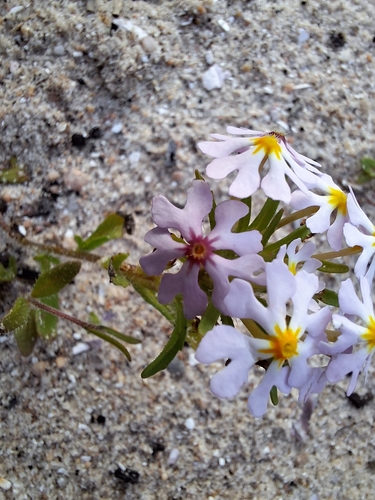 Image of Zaluzianskya affinis by (c) Adele SL, some rights reserved (CC BY)