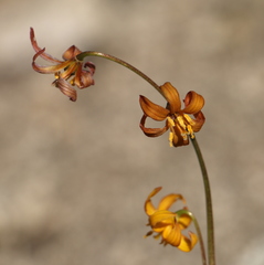 Erythronium pluriflorum
