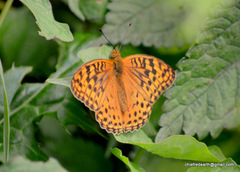 Argynnis kamala