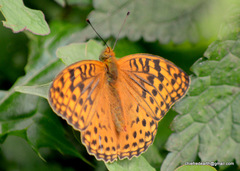 Argynnis kamala