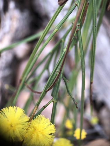 Image of Acacia extensa by (c) Ruth Clark, some rights reserved (CC BY)