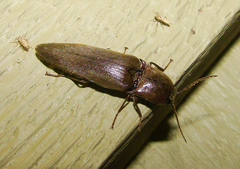 Orthostethus infuscatus