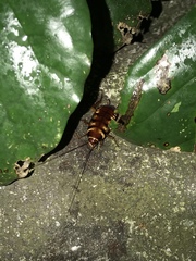Periplaneta australasiae