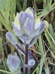 Chloropyron molle molle