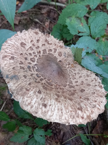 Наблюдение на iNaturalist
