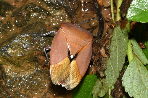 Lychee Stink Bug