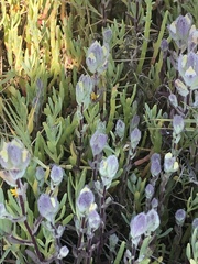 Chloropyron molle molle