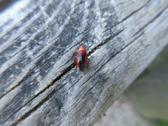 Tropidosteptes cardinalis