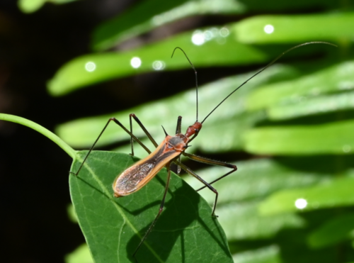 Euagoras plagiatus