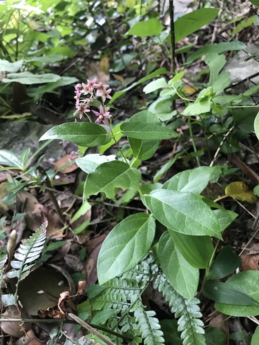 Vincetoxicum japonicum iNat (2)
