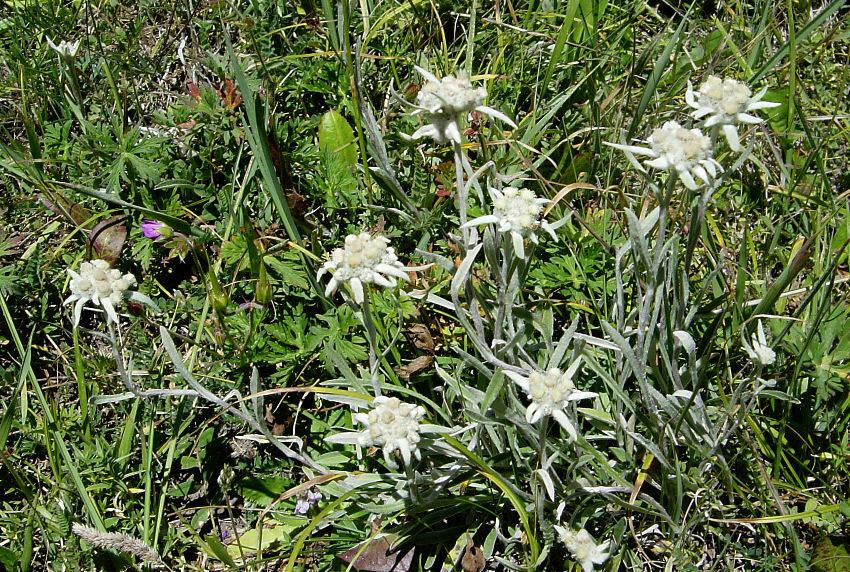 Yellowish Edelweiss