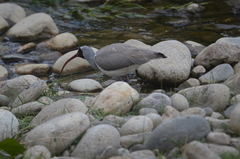 Ibidorhyncha struthersii