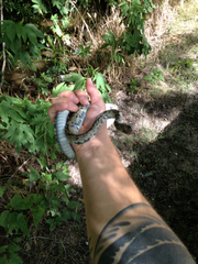 Coluber constrictor anthicus