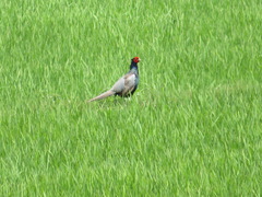 Phasianus versicolor
