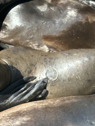 Smalltooth Cookiecutter Shark photographed in Oregon
