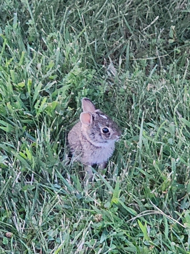 Eastern Cottontail photographed in Iowa