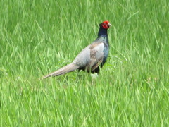 Phasianus versicolor