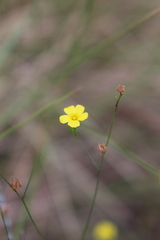 Linum trigynum