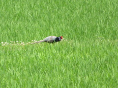 Phasianus versicolor