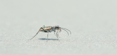 Ellipsoptera marginata