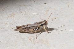 Melanoplus confusus