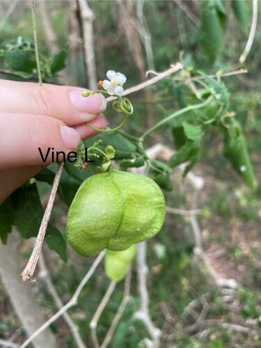 Balloon vine (Cardiospermum halicacabum)